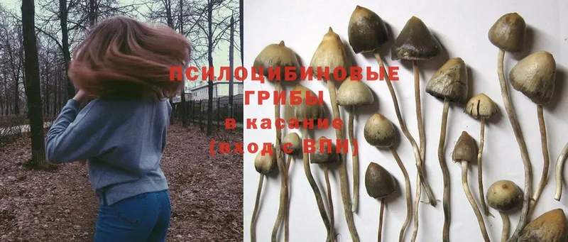 Галлюциногенные грибы Cubensis  Руза 